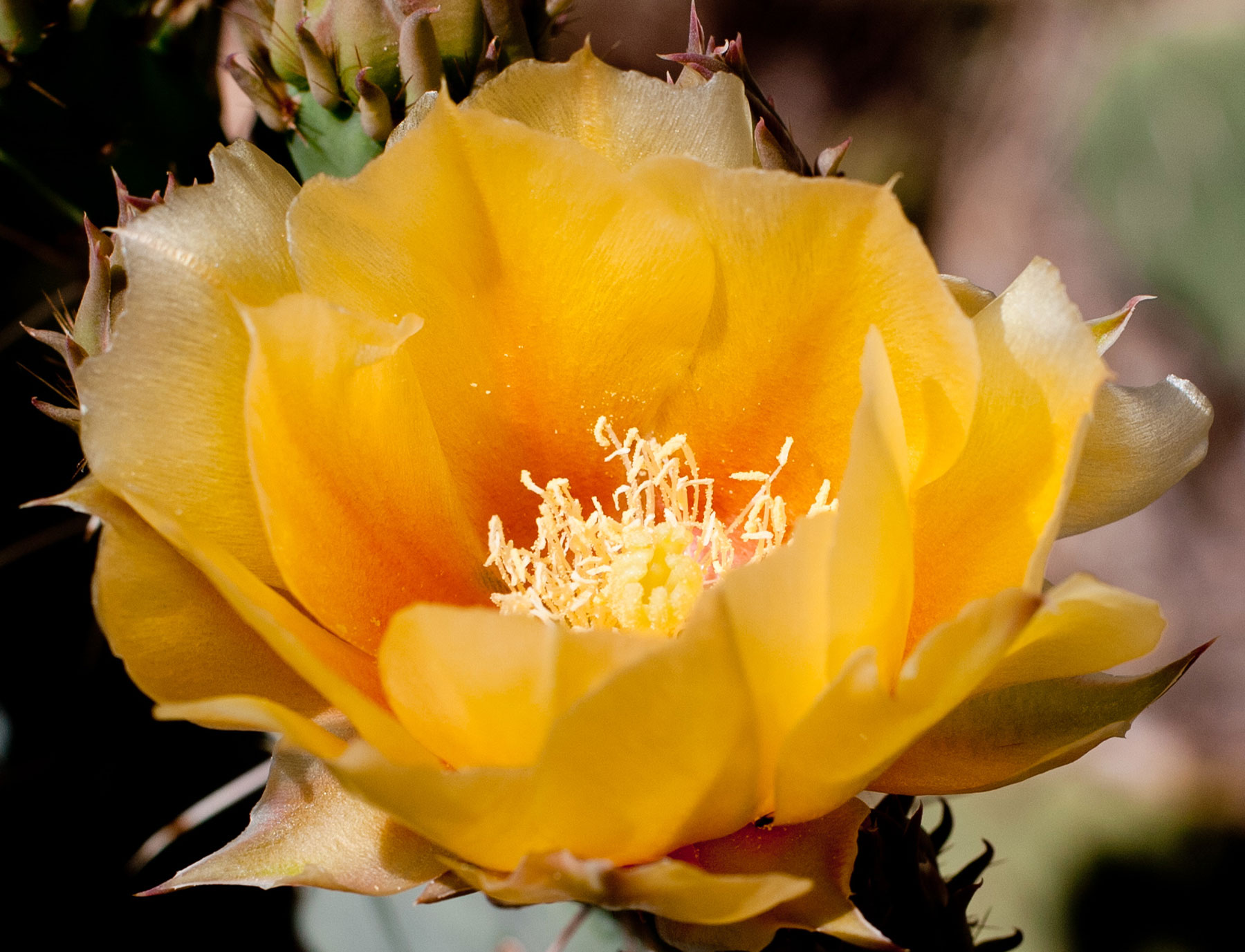 cactusflower图片
