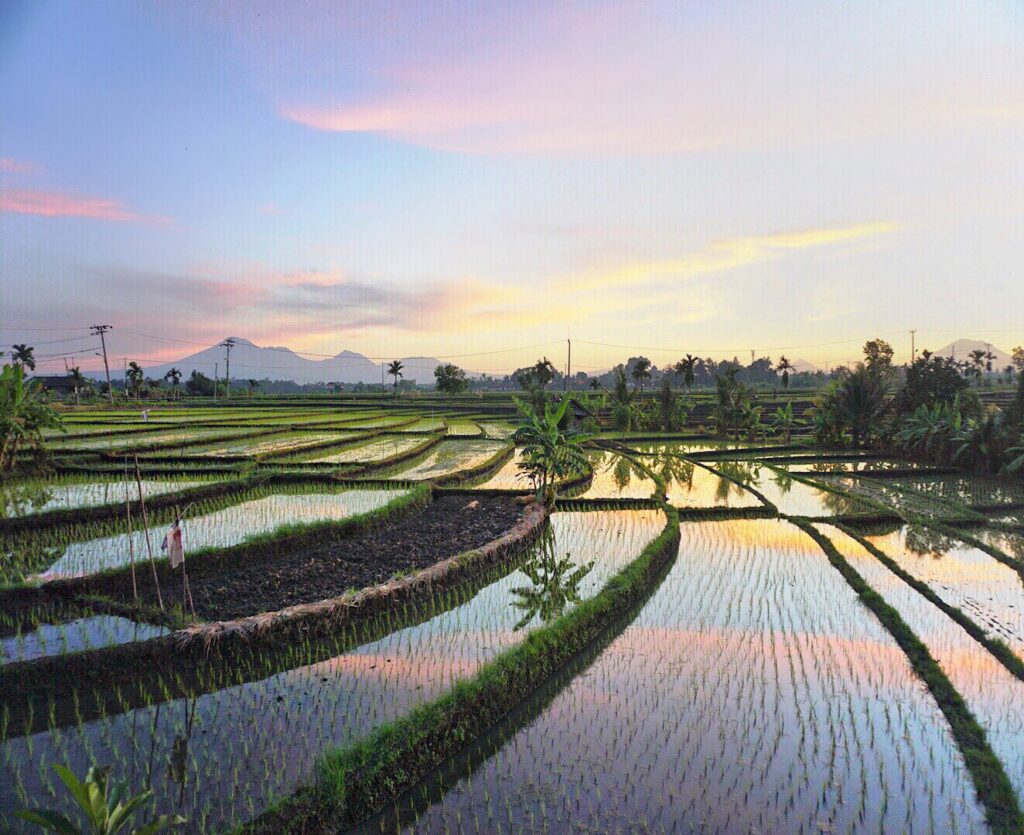 Lush rice terraces at sunset with reflective water paddies, palm trees, and distant mountains under a pastel sky.