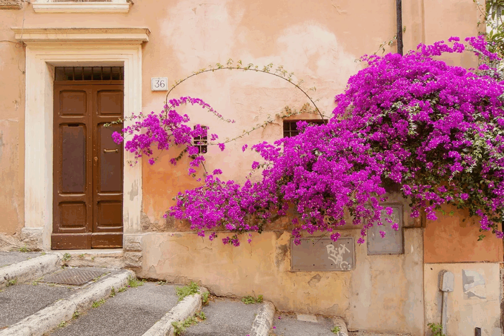 Charming peach-colored Roman building with vibrant purple bougainvillea cascading over weathered walls, showcasing why Rome in spring is the perfect time to visit Italy