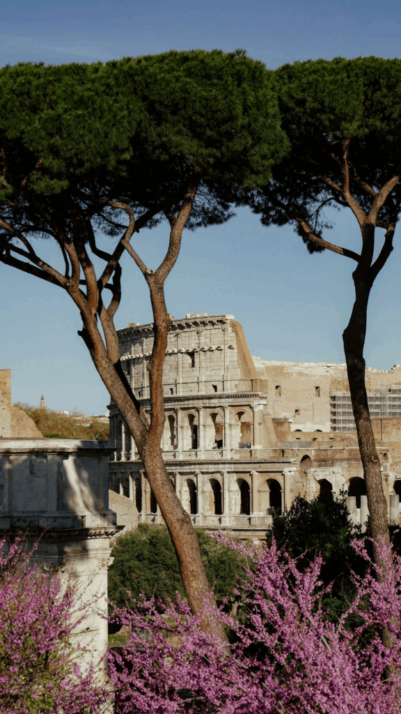 Historic Colosseum in Rome framed by umbrella pine trees and pink cherry blossoms in foreground, iconic spring in Rome scene for visitors exploring ancient ruins