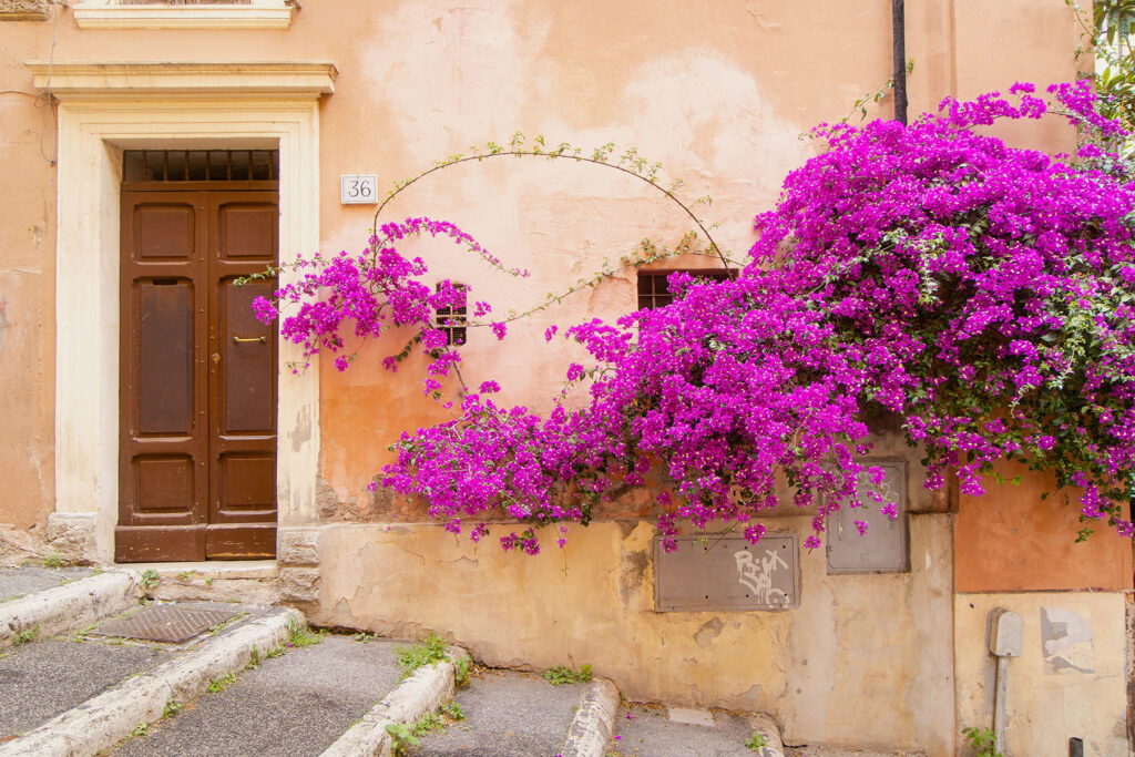 Bright pink bougainvillea cascading over a peach-colored wall beside a wooden door in a Mediterranean street.