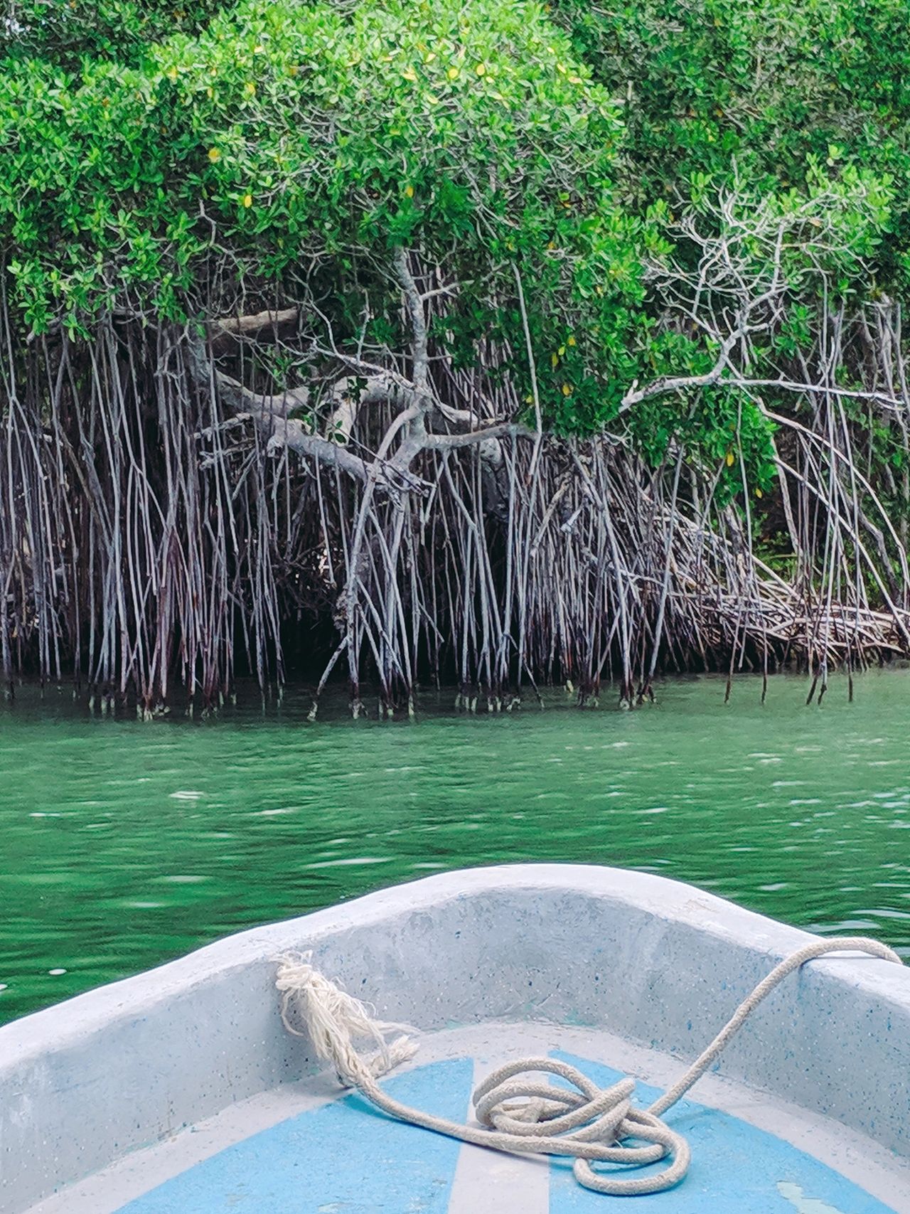 A boat ride through Río Lagartos Biosphere Reserve offers a breathtaking view of Yucatán’s untouched mangroves, diverse wildlife, and emerald-green waters. Home to flamingos, crocodiles, and over 395 bird species, this protected ecosystem is a must-visit for nature lovers and adventure seekers exploring Valladolid and beyond.