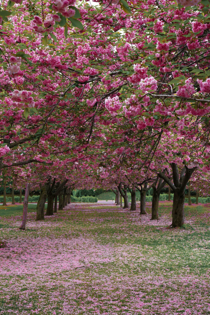 Rows of cherry blossom trees in full bloom at Brooklyn Botanic Garden, forming a pink canopy over a petal-covered pathway.