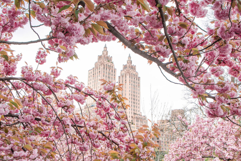 Pink cherry blossoms in Central Park framing a classic New York City skyline building during spring bloom.