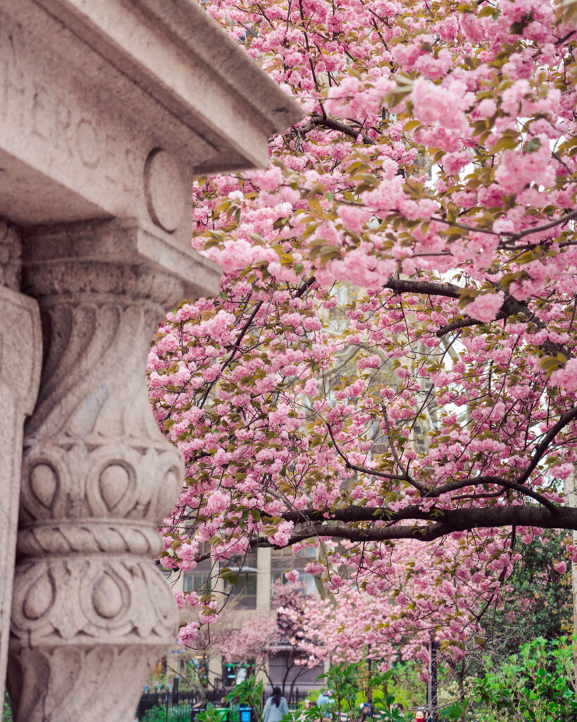 Pink cherry blossoms in bloom at Madison Square Park with a stone architectural detail in the foreground and city buildings in the background.