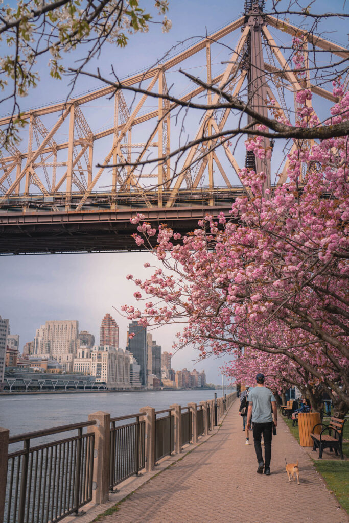 Cherry blossoms in bloom along the Roosevelt Island waterfront with the Queensboro Bridge overhead and Manhattan skyline in the background.