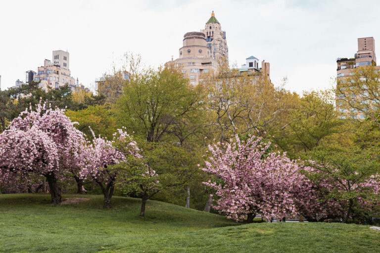 Cherry blossom trees in bloom across a grassy hill in Central Park with New York City skyline buildings in the background.
